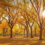 Avatar de Rodrigo Colón